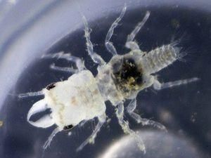 Карибского рачка-паразита назвали в честь Боба Марли Карибского рачка-паразита назвали в честь Боба Марли