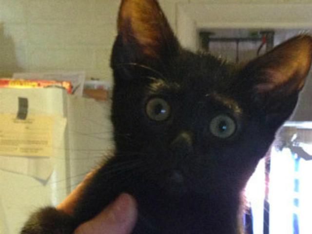 Группа MGMT спела свои новые песни для кота Группа MGMT спела свои новые песни для кота