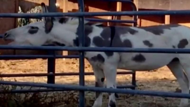 Тваринки переспівали Linkin Park – неймовірно веселе відео Тваринки переспівали Linkin Park – неймовірно веселе відео