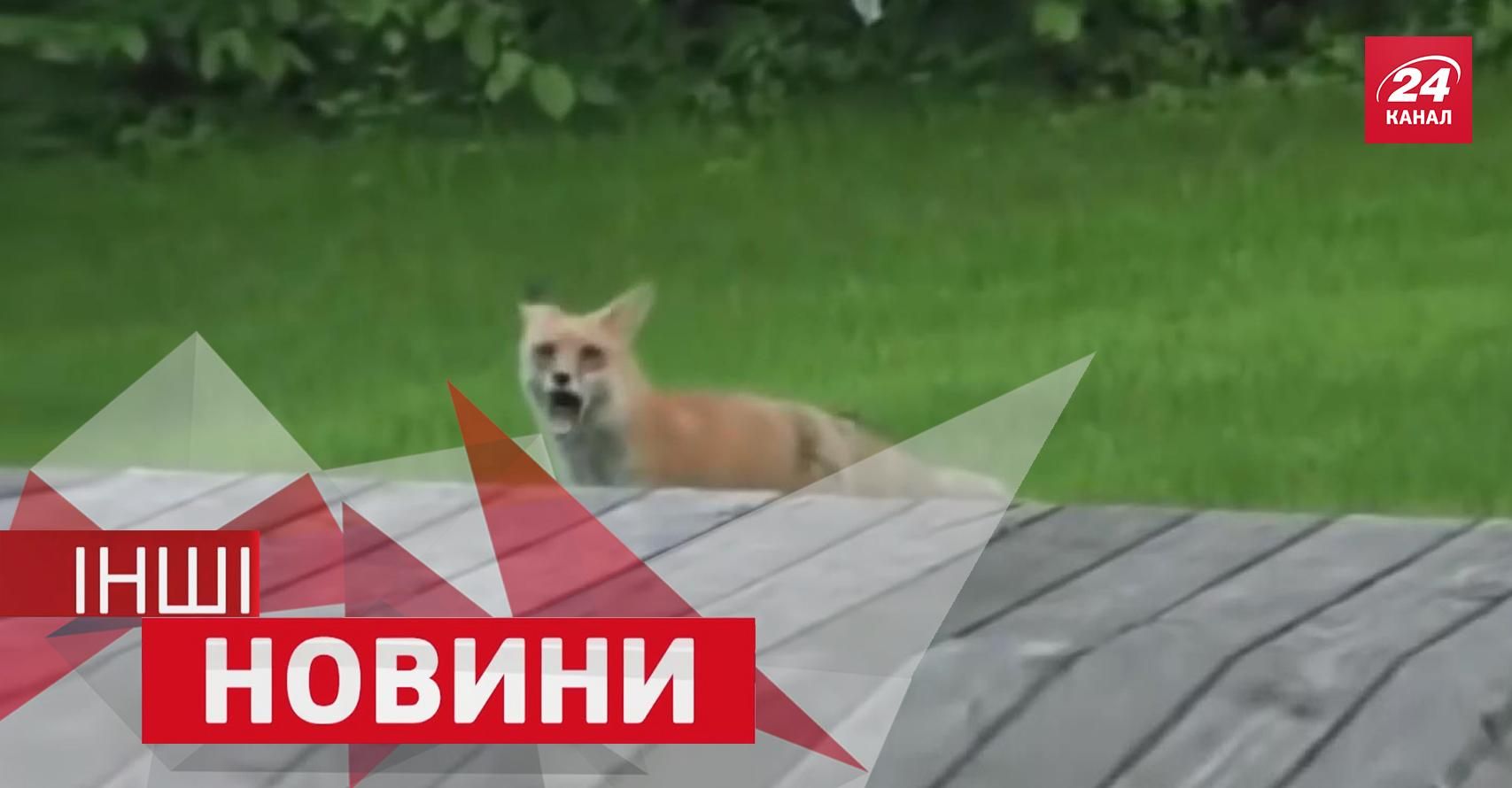 ІНШІ новини. Тварини переспівали пісню Linkin Park. Танці на футбольному полі ІНШІ новини. Тварини переспівали пісню Linkin Park. Танці на футбольному полі