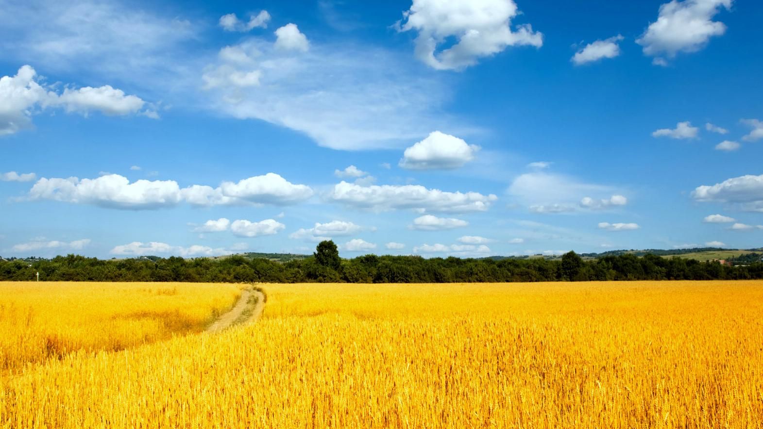 Україна стала нашим повітрям, – відомі українці привітали з Днем Незалежності Україна стала нашим повітрям, – відомі українці привітали з Днем Незалежності