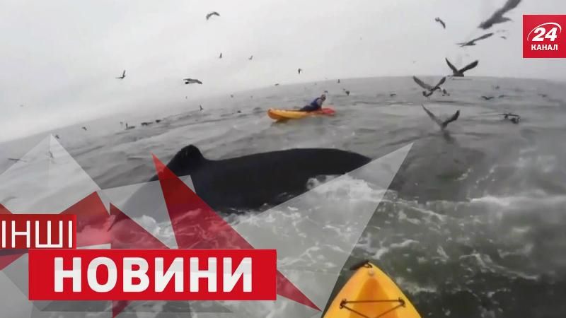 ДРУГИЕ новости. Неожиданные киты. Экстремальный паркур ДРУГИЕ новости. Неожиданные киты. Экстремальный паркур