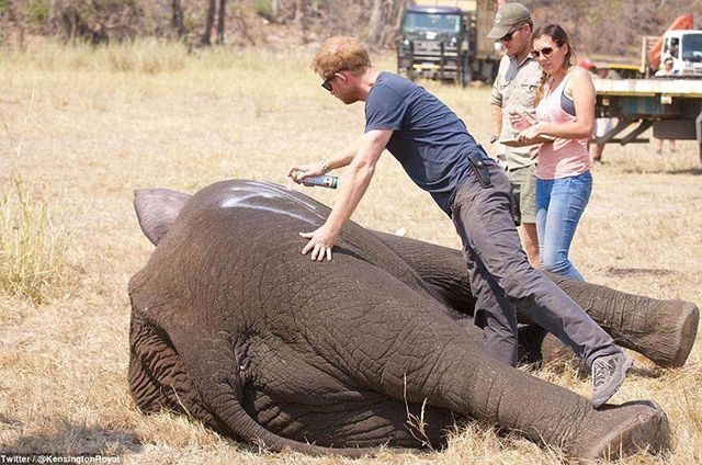 Британського принца сфотографували за його рятівним хобі Британського принца сфотографували за його рятівним хобі