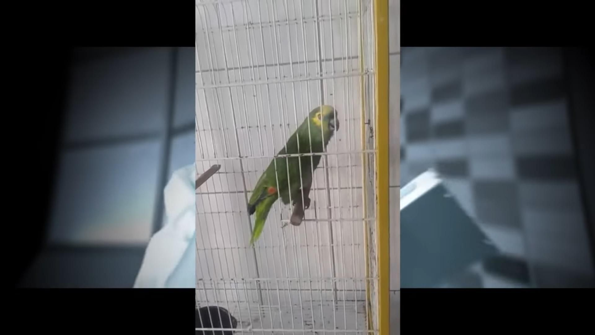 Попугай выучил песню и утер нос известной певице: смешное видео