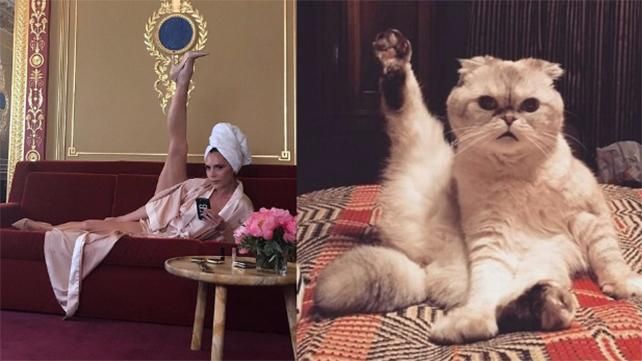 Кішка Тейлор Свіфт взяла участь у флешмобі Вікторії Бекхем: курйозне фото