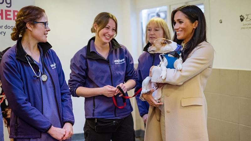 Магия волшебной Меган: герцогиня Сассекская необычным способом помогла найти собаке жилье Магия волшебной Меган: герцогиня Сассекская необычным способом помогла найти собаке жилье