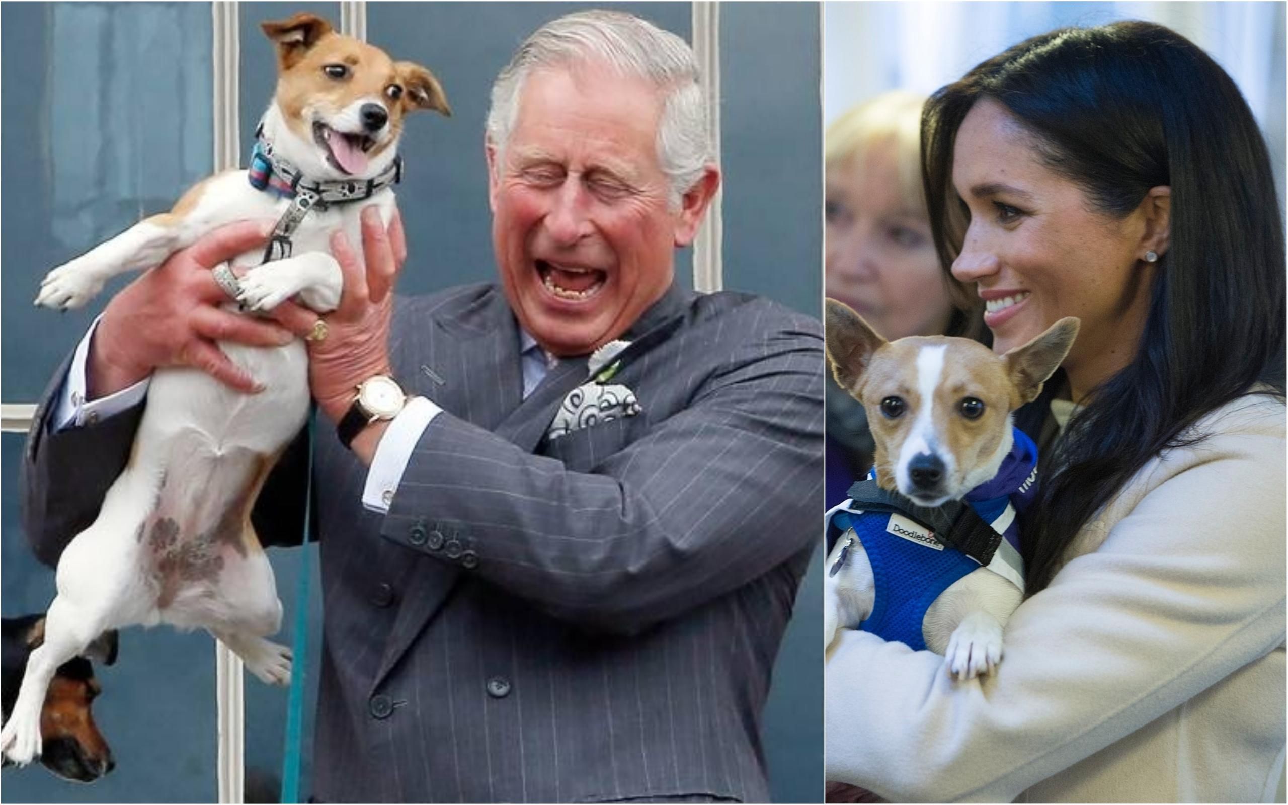 Як члени королівської сім'ї люблять тварин: Букінгемський палац готує приголомшливу фотовиставку Як члени королівської сім'ї люблять тварин: Букінгемський палац готує приголомшливу фотовиставку