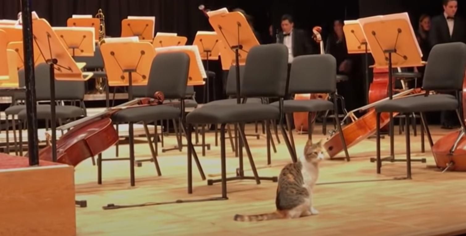 Киця ледь не зірвала концерт симфонічного оркестру