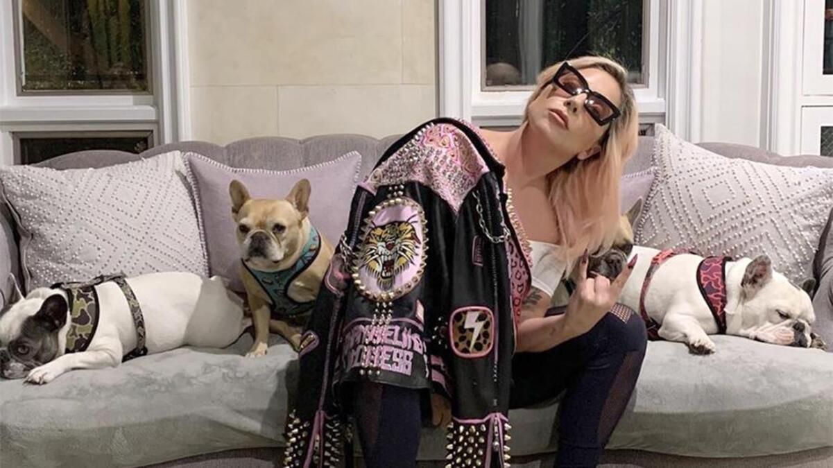 Неизвестные украли собак Леди Гаги и подстрелили помощника певицы Неизвестные украли собак Леди Гаги и подстрелили помощника певицы