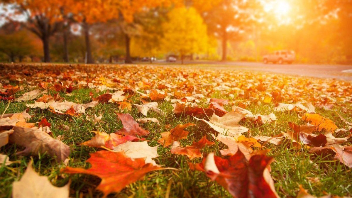 Українські пісні про осінь: атмосферна добірка - Showbiz Українські пісні про осінь: атмосферна добірка - Showbiz