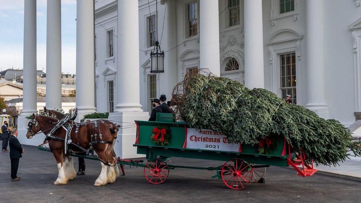 Праздник приближается: Джилл Байден показала елку, которую привезли в Белый дом