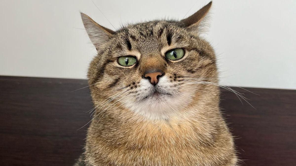 Помощь собирают не только люди, но и коты, – Елена Зеленская рассказала о коте Степане - Showbiz Помощь собирают не только люди, но и коты, – Елена Зеленская рассказала о коте Степане - Showbiz