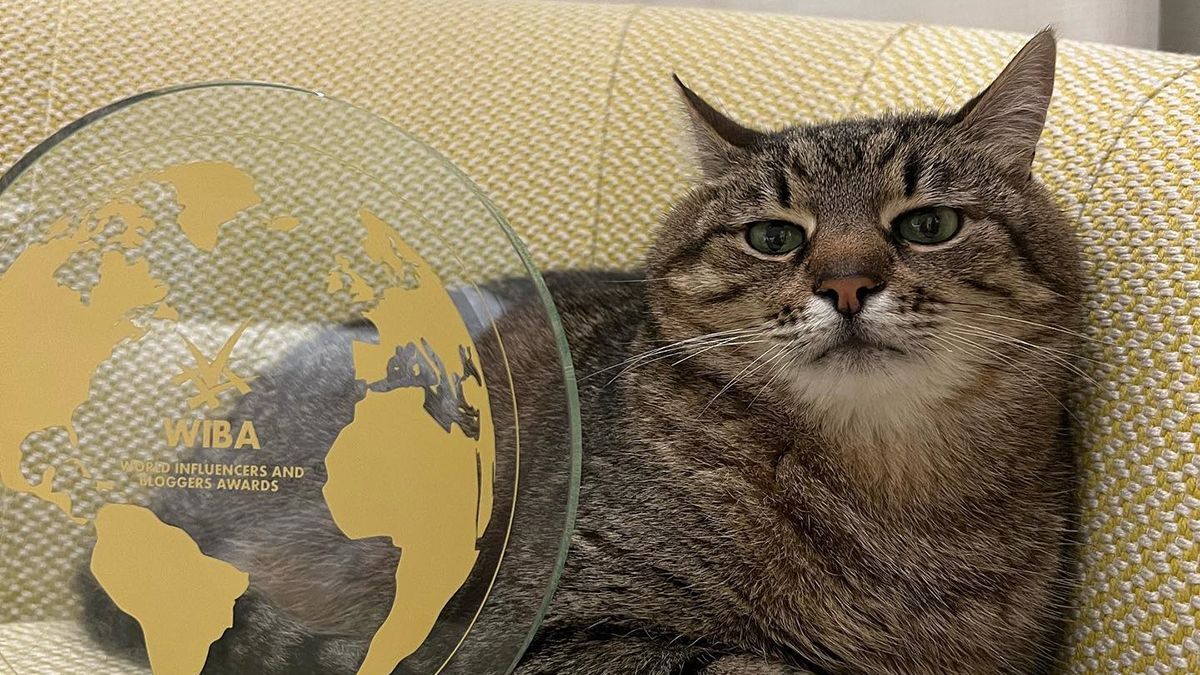 В сине-желтой бабочке украинский кот Степан взял блогерскую награду в Каннах - Showbiz В сине-желтой бабочке украинский кот Степан взял блогерскую награду в Каннах - Showbiz