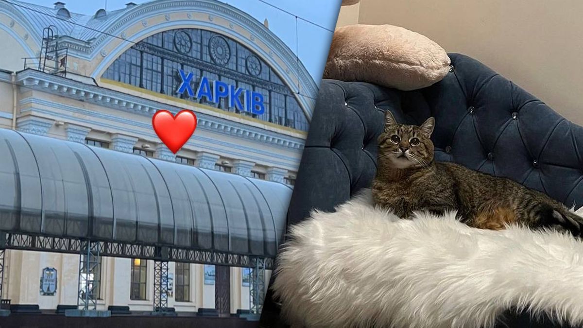Відомий кіт з інстаграму повернувся у рідний Харків