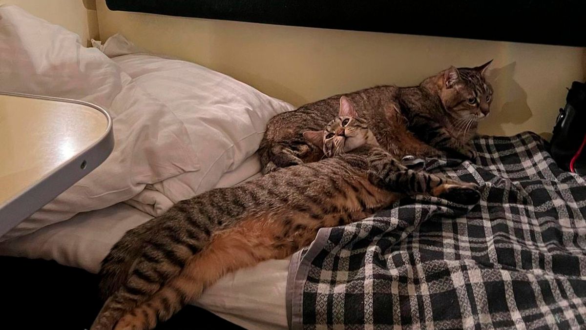 Кіт Степан знову виїхав з Харкова – куди він переїхав Кіт Степан знову виїхав з Харкова – куди він переїхав