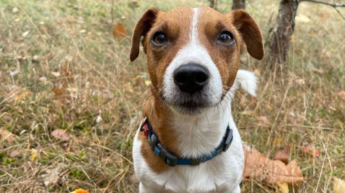 Пес Патрон Пес Патрон